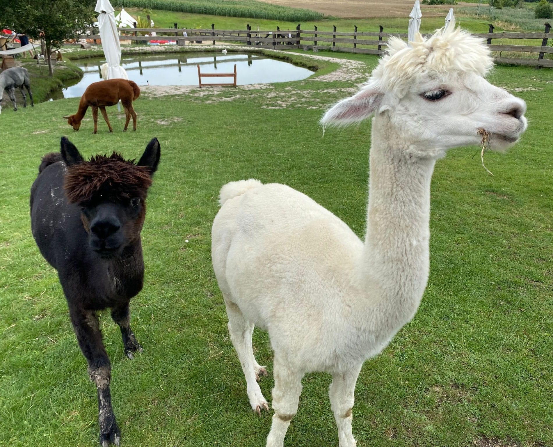 1693054327164 1693054327164